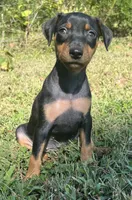 Agnes, a female Miniature Pinscher for sale in Rolla, MO – 2 of 10