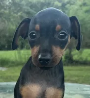 Holly SMALL F, a female Miniature Pinscher for sale in Rolla, MO – 1 of 7