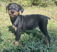 Agnes, a female Miniature Pinscher for sale in Rolla, MO – 7 of 10