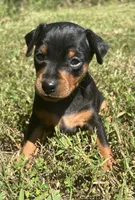 Walter SMALL M, a male Miniature Pinscher for sale in Rolla, MO – 2 of 7
