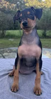 Sophie SMALL F, a female Miniature Pinscher for sale in Rolla, MO – 5 of 9