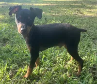 Porter SMALL M, a male Miniature Pinscher for sale in Rolla, MO – 5 of 9