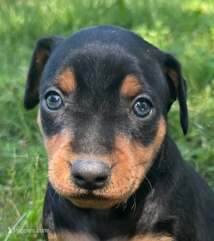 Alfred Blk M – Miniature Pinscher puppy for sale in Rolla, MO