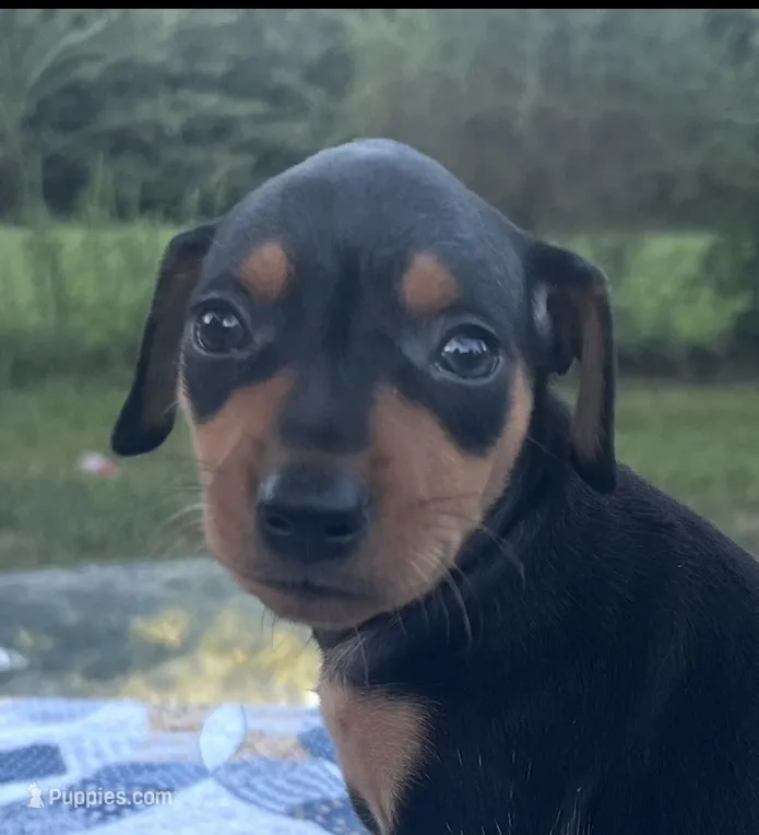 Ethyl – Miniature Pinscher puppy for sale in Rolla, MO