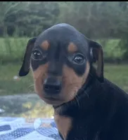 Ethyl, a female Miniature Pinscher for sale in Rolla, MO – 1 of 9