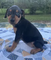 Ethyl, a female Miniature Pinscher for sale in Rolla, MO – 3 of 9