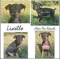 Agnes, a female Miniature Pinscher for sale in Rolla, MO – 10 of 10