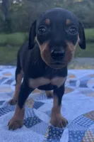 Agnes, a female Miniature Pinscher for sale in Rolla, MO – 2 of 9