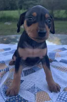 Ethyl, a female Miniature Pinscher for sale in Rolla, MO – 2 of 9
