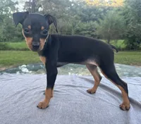 Athena SMALL F, a female Miniature Pinscher for sale in Rolla, MO – 7 of 8