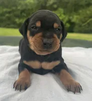 Alfred Blk M, a male Miniature Pinscher for sale in Rolla, MO – 3 of 10