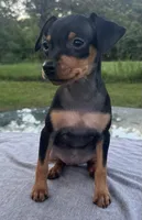 Athena SMALL F, a female Miniature Pinscher for sale in Rolla, MO – 5 of 8