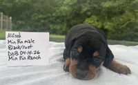 Alfred Blk M, a male Miniature Pinscher for sale in Rolla, MO – 9 of 10