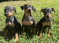 Agnes, a female Miniature Pinscher for sale in Rolla, MO – 9 of 10