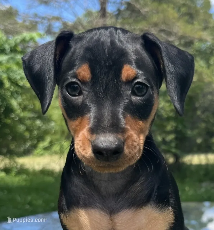 Alfred Blk M – Miniature Pinscher puppy for sale in Rolla, MO