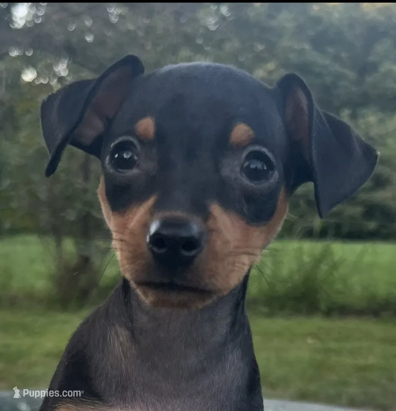 Athena SMALL F – Miniature Pinscher puppy for sale in Rolla, MO