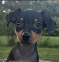 Athena SMALL F, a female Miniature Pinscher for sale in Rolla, MO – 1 of 8
