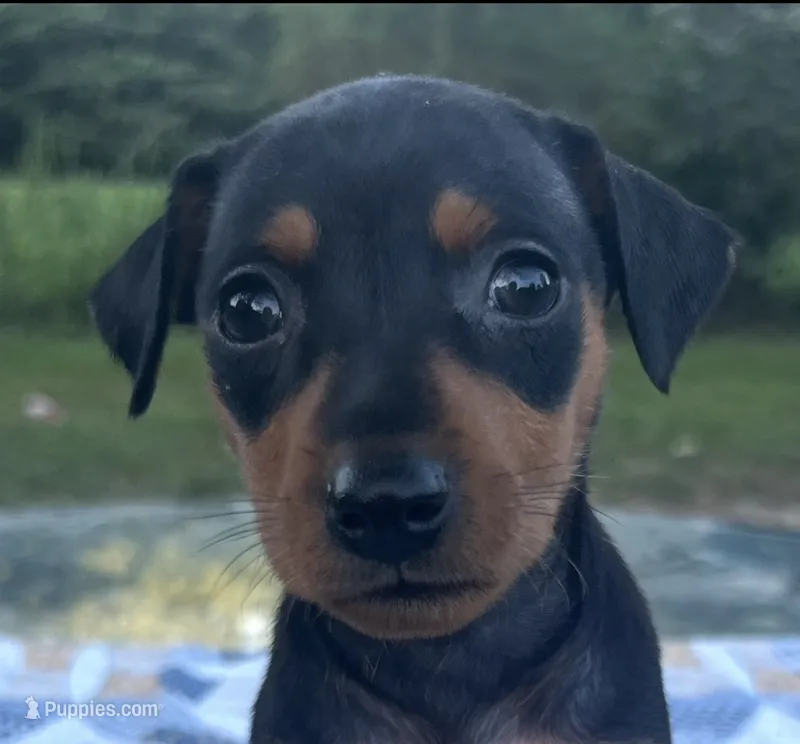 Lucille – Miniature Pinscher puppy for sale in Rolla, MO
