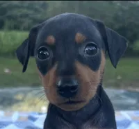 Lucille, a female Miniature Pinscher for sale in Rolla, MO – 1 of 9
