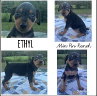 Ethyl, a female Miniature Pinscher for sale in Rolla, MO – 8 of 9