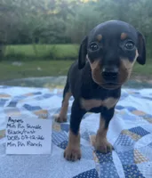 Agnes, a female Miniature Pinscher for sale in Rolla, MO – 7 of 9