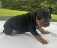 Owen Blk M, a male Miniature Pinscher for sale in Rolla, MO – 6 of 10