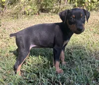 Agnes, a female Miniature Pinscher for sale in Rolla, MO – 6 of 10