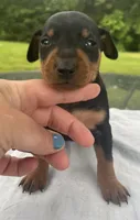 Owen Blk M, a male Miniature Pinscher for sale in Rolla, MO – 7 of 10