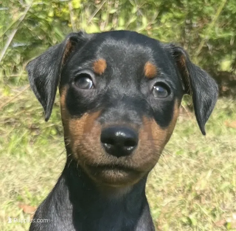 Agnes – Miniature Pinscher puppy for sale in Rolla, MO