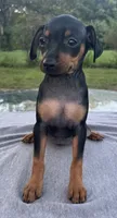Holly SMALL F, a female Miniature Pinscher for sale in Rolla, MO – 5 of 7