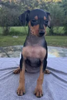 Sophie SMALL F, a female Miniature Pinscher for sale in Rolla, MO – 7 of 9