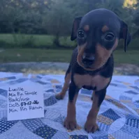 Lucille, a female Miniature Pinscher for sale in Rolla, MO – 7 of 9