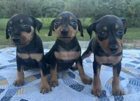 Ethyl, a female Miniature Pinscher for sale in Rolla, MO – 9 of 9