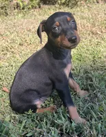 Agnes, a female Miniature Pinscher for sale in Rolla, MO – 5 of 10