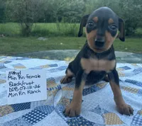 Ethyl, a female Miniature Pinscher for sale in Rolla, MO – 7 of 9