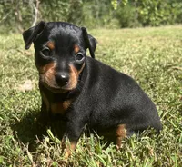 Walter SMALL M, a male Miniature Pinscher for sale in Rolla, MO – 3 of 7