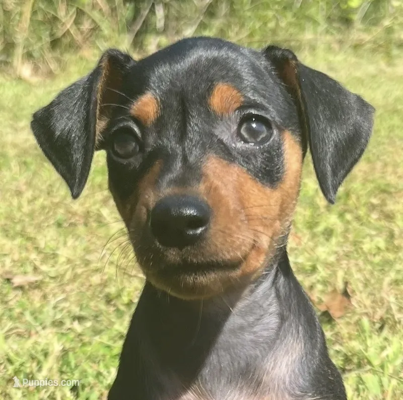 Ethyl – Miniature Pinscher puppy for sale in Rolla, MO