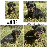 Walter SMALL M, a male Miniature Pinscher for sale in Rolla, MO – 7 of 7