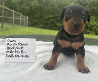 Owen Blk M, a male Miniature Pinscher for sale in Rolla, MO – 8 of 10