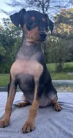 Sophie SMALL F, a female Miniature Pinscher for sale in Rolla, MO – 6 of 9