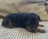 Ebony F, a female Miniature Pinscher for sale in Rolla, MO – Photo 6 of 7