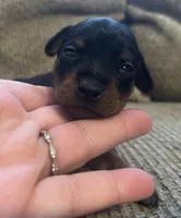 Ebony F, a female Miniature Pinscher for sale in Rolla, MO – Photo 1 of 7