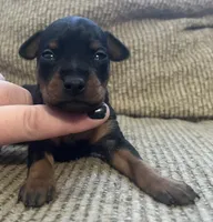Ebony F, a female Miniature Pinscher for sale in Rolla, MO – Photo 2 of 7