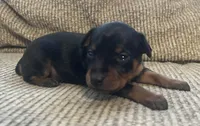 Ebony F, a female Miniature Pinscher for sale in Rolla, MO – Photo 5 of 7