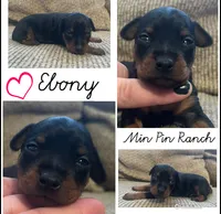 Ebony F, a female Miniature Pinscher for sale in Rolla, MO – Photo 7 of 7