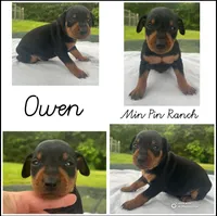 Alfred Blk M, a male Miniature Pinscher for sale in Rolla, MO – 10 of 10