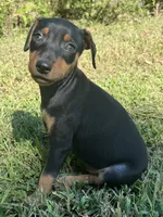 Agnes, a female Miniature Pinscher for sale in Rolla, MO – 4 of 10