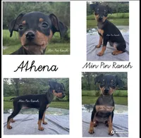 Athena SMALL F, a female Miniature Pinscher for sale in Rolla, MO – 8 of 8