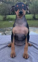 Sophie SMALL F, a female Miniature Pinscher for sale in Rolla, MO – 2 of 9