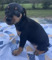 Agnes, a female Miniature Pinscher for sale in Rolla, MO – 3 of 9